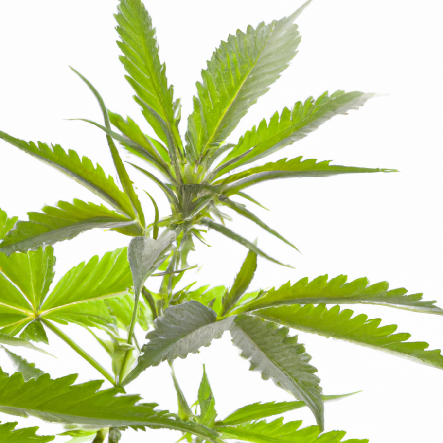 A Bit Of Weed A Bit Of Weed